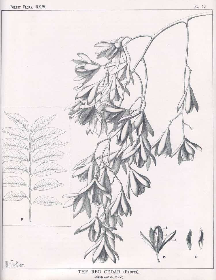 no HD illustration available (m3)