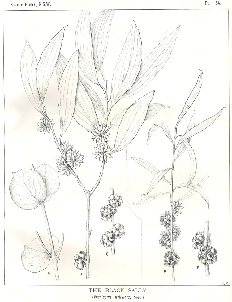 no HD illustration available (m3)