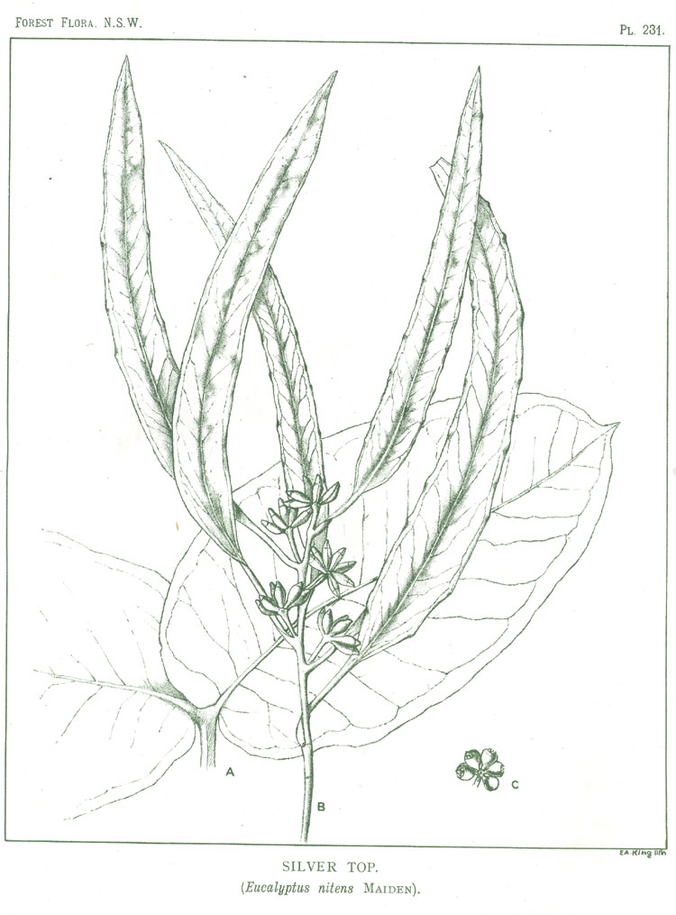 no HD illustration available (m5)