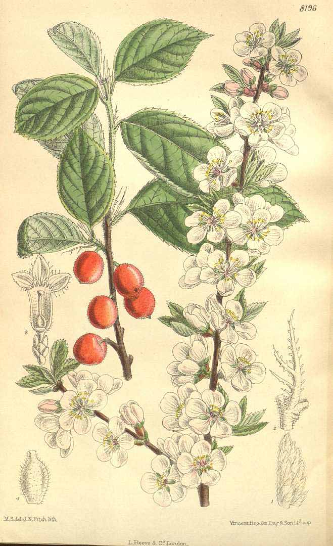 no HD illustration available (m1)