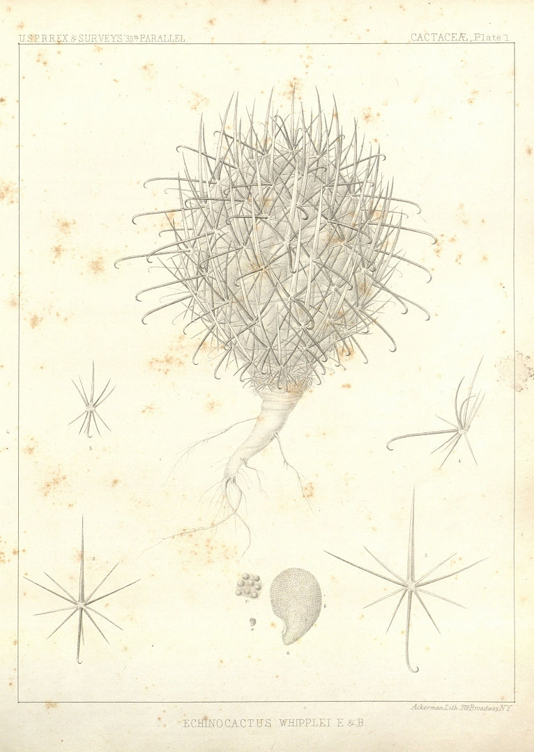 no HD illustration available (m1)