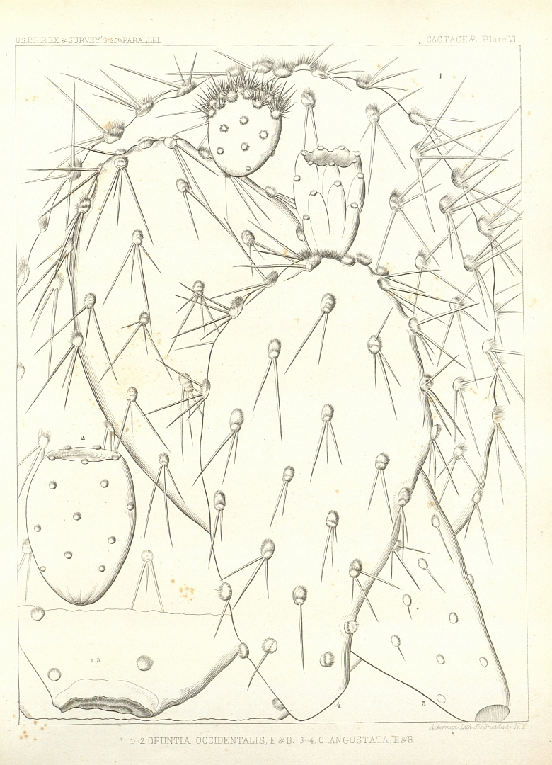 no HD illustration available (m1)