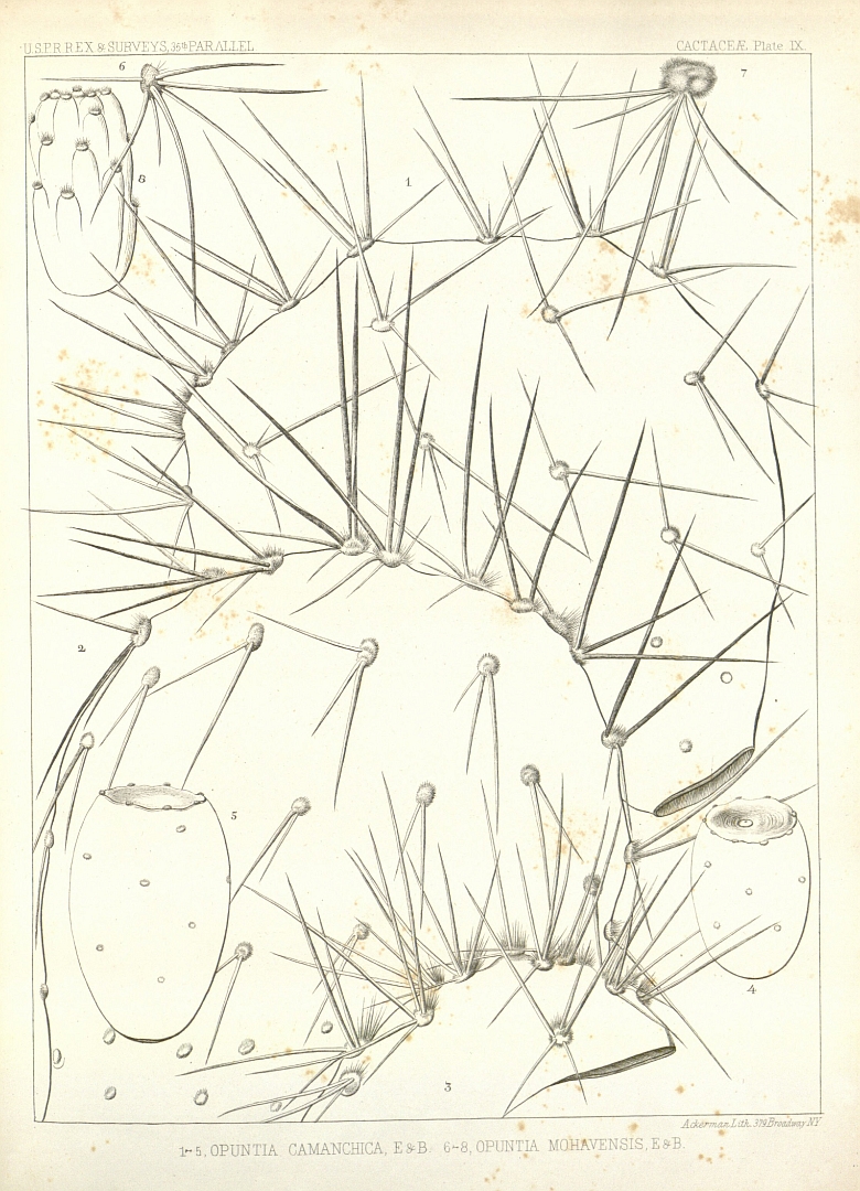 no HD illustration available (m1)