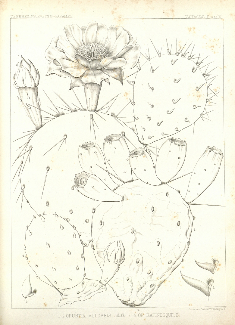 no HD illustration available (m1)