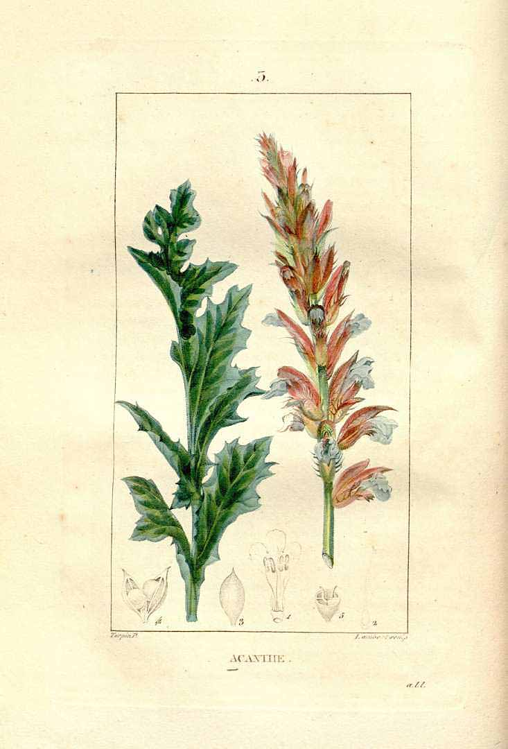 no HD illustration available (m1)