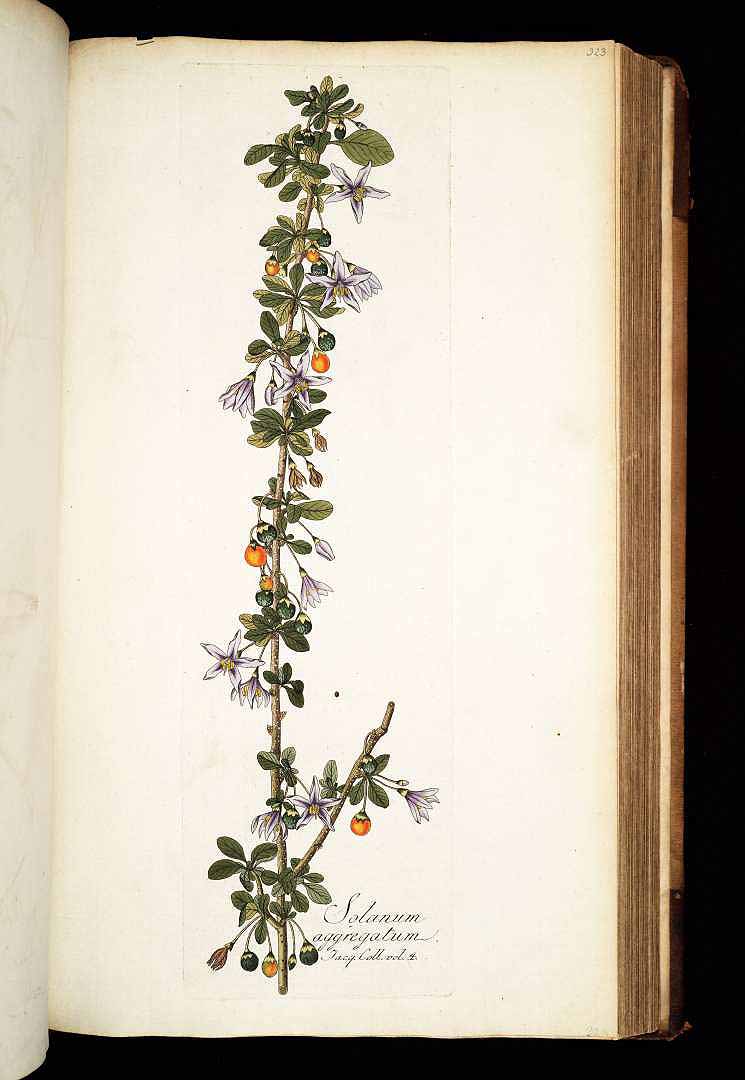 no HD illustration available (m1)
