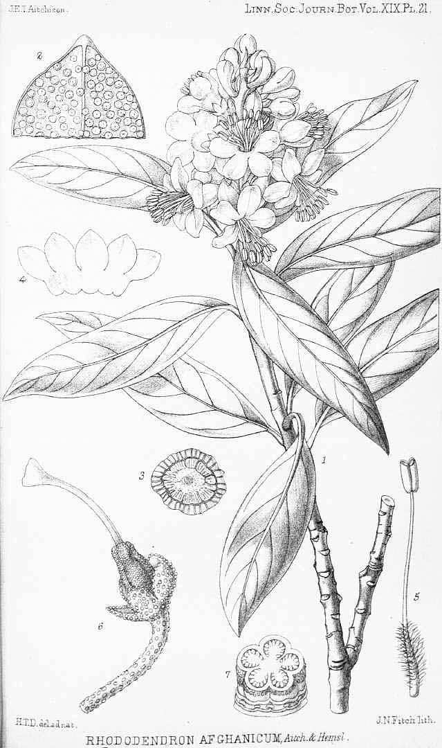 no HD illustration available (m1)