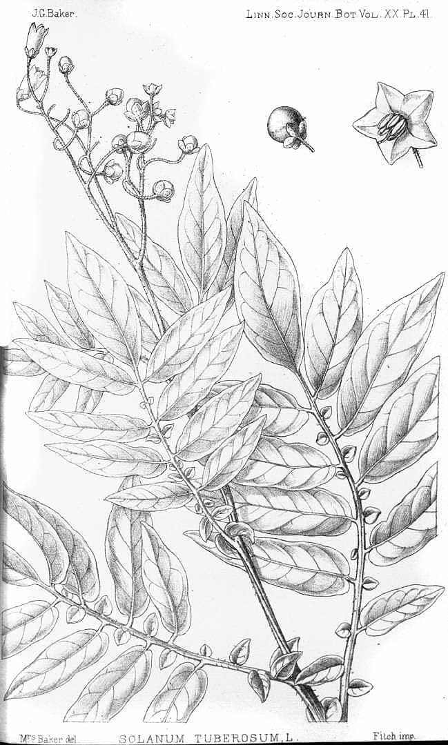 no HD illustration available (m1)