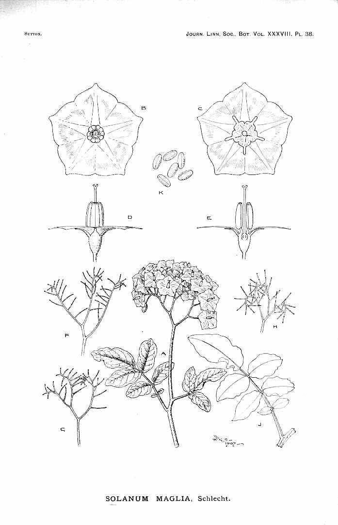 no HD illustration available (m1)