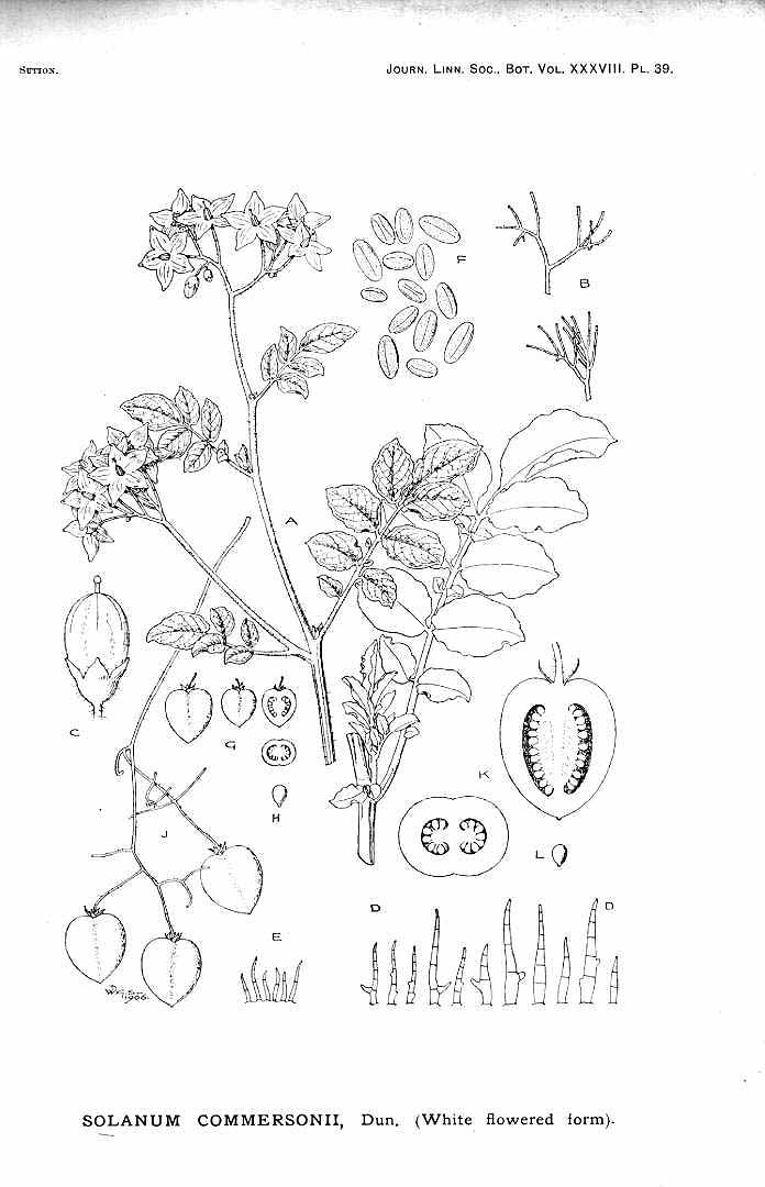 no HD illustration available (m1)