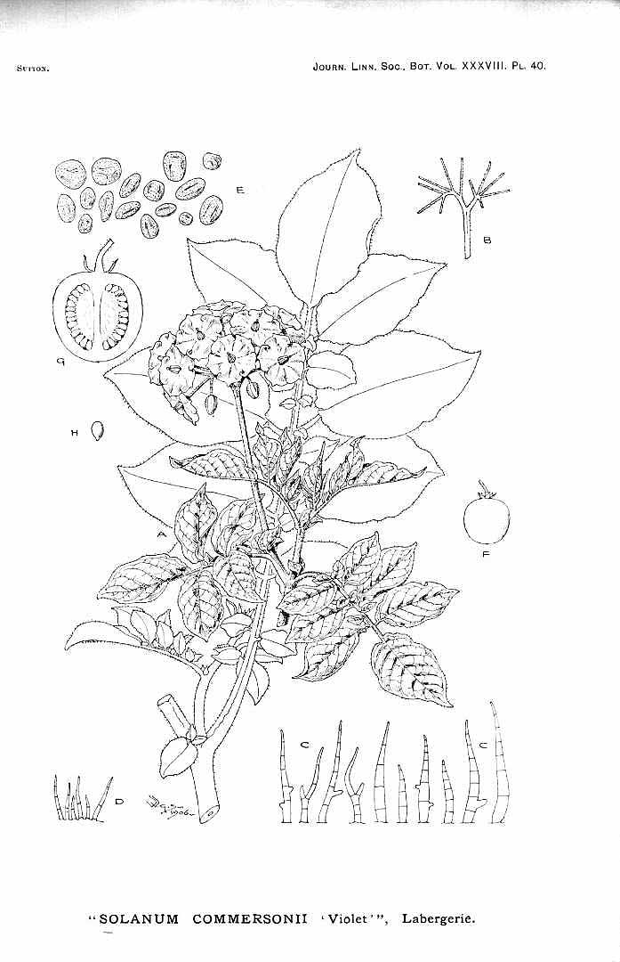 no HD illustration available (m1)