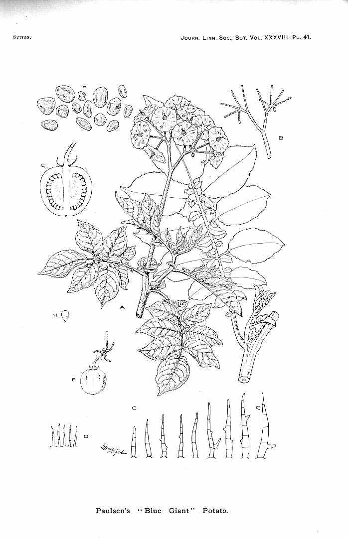no HD illustration available (m1)