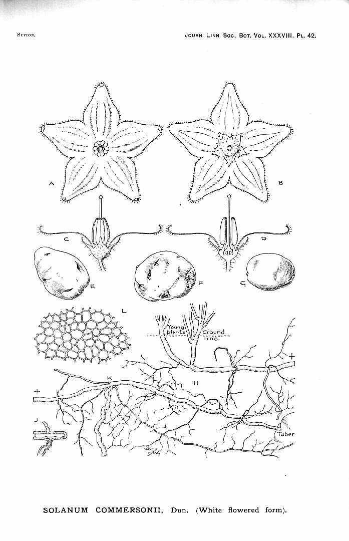 no HD illustration available (m1)