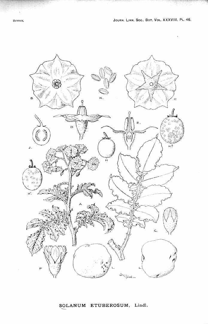 no HD illustration available (m1)
