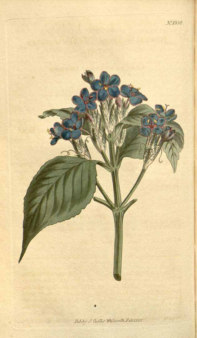 no HD illustration available (m1)