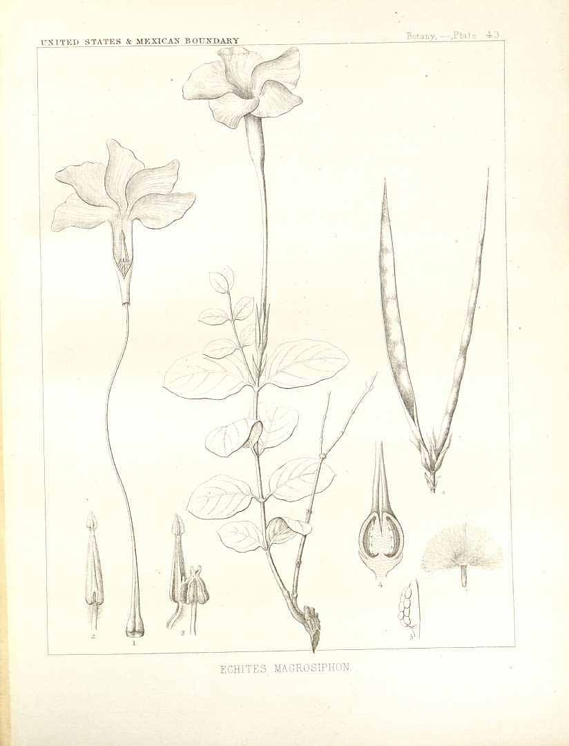 no HD illustration available (m1)