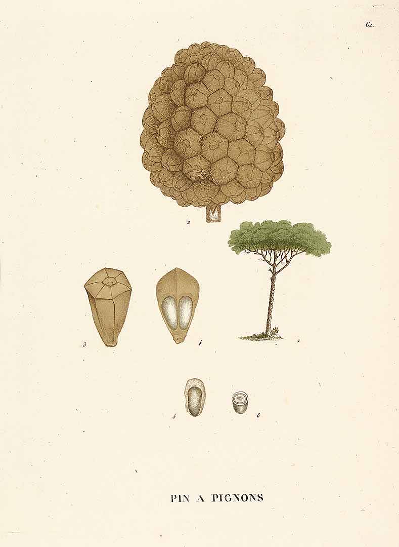 no HD illustration available (m1)