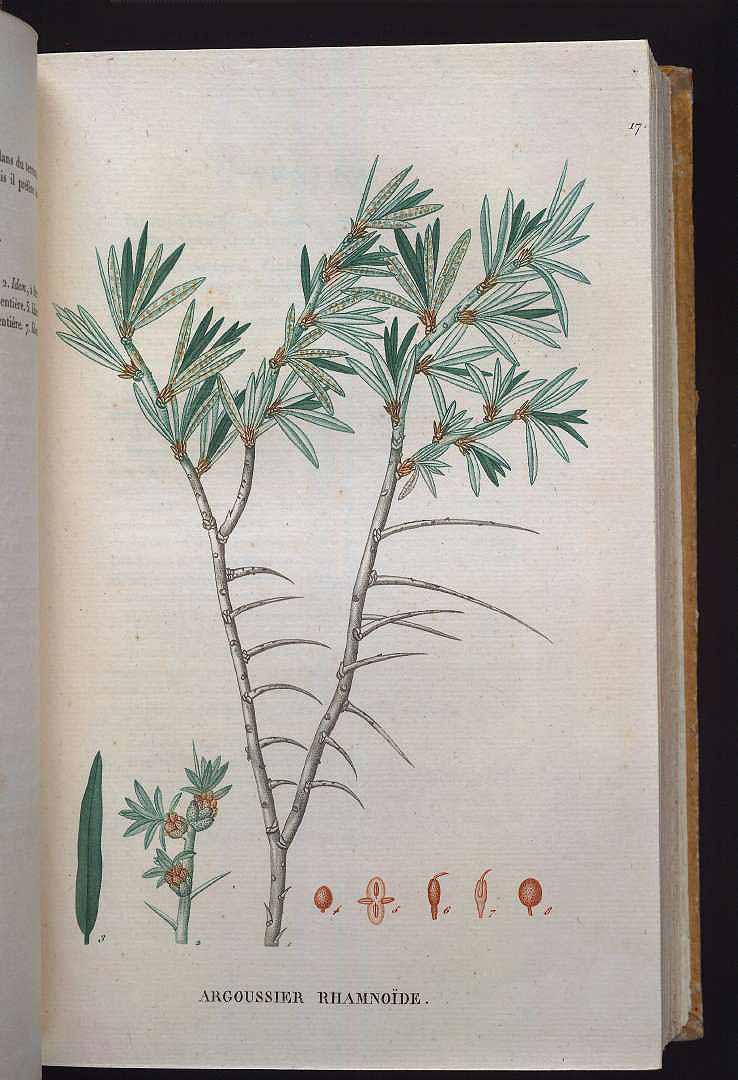 no HD illustration available (m1)