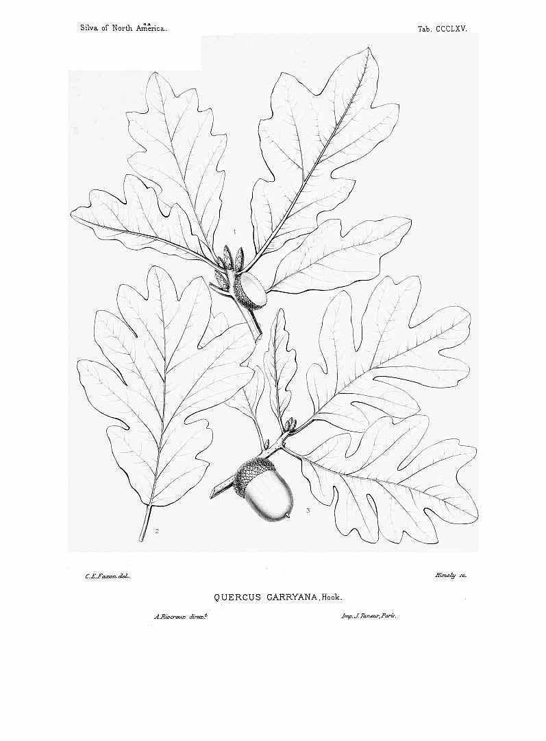 no HD illustration available (m1)