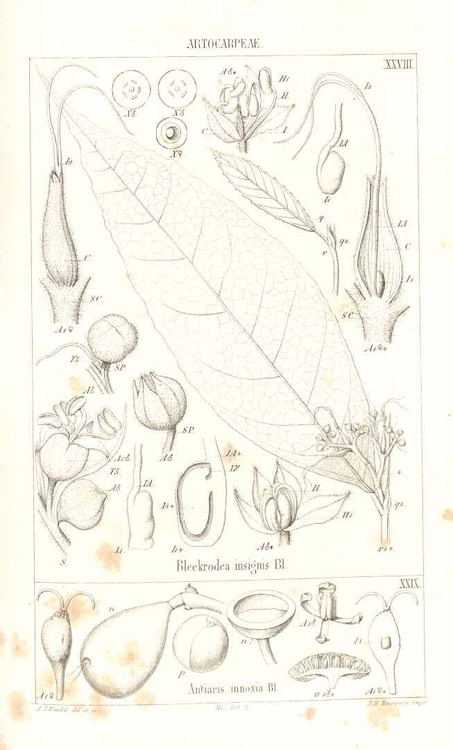 no HD illustration available (3)