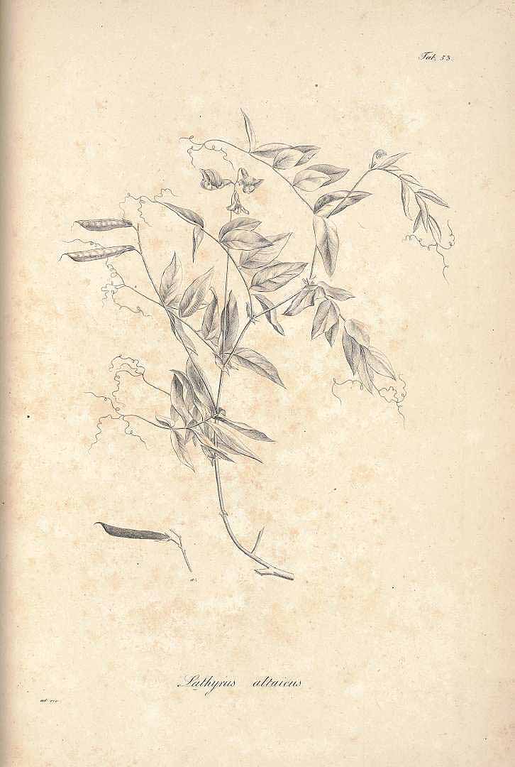 no HD illustration available (m1)