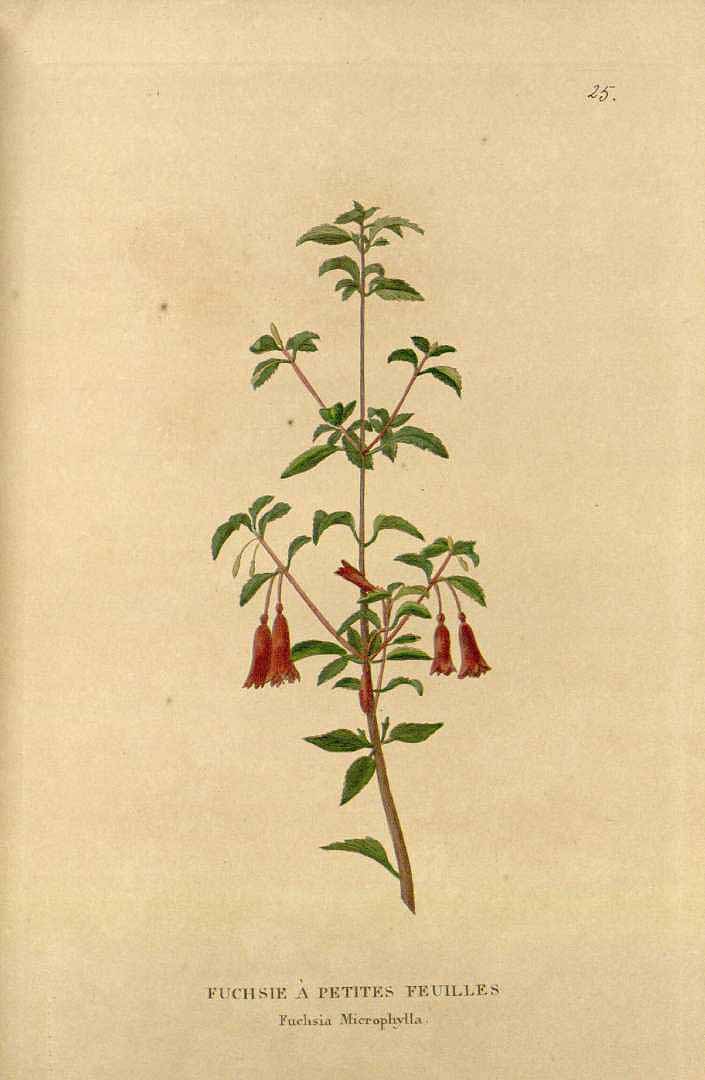 no HD illustration available (3)