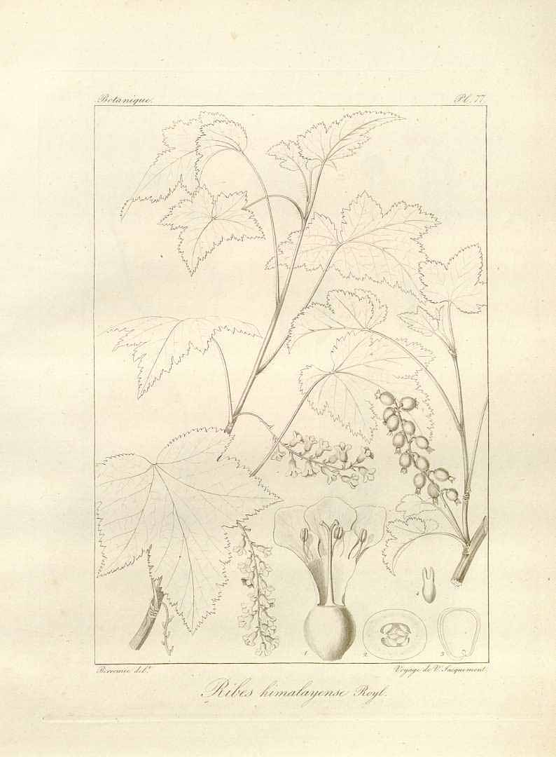 no HD illustration available (m1)