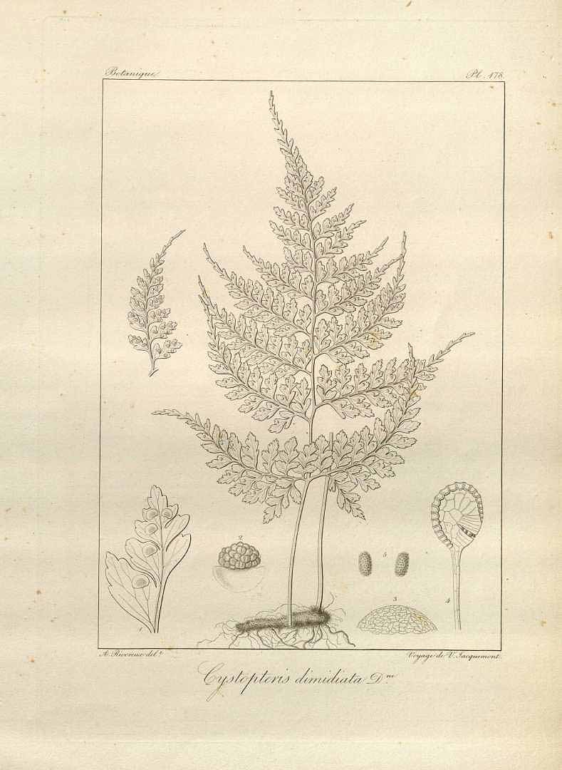 no HD illustration available (m1)