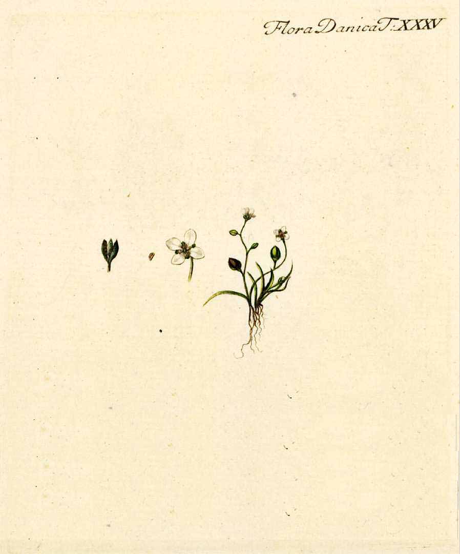 no HD illustration available (3)