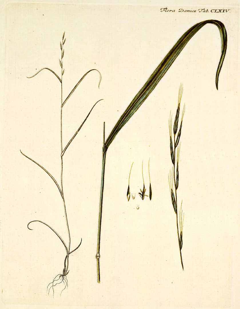no HD illustration available (3)