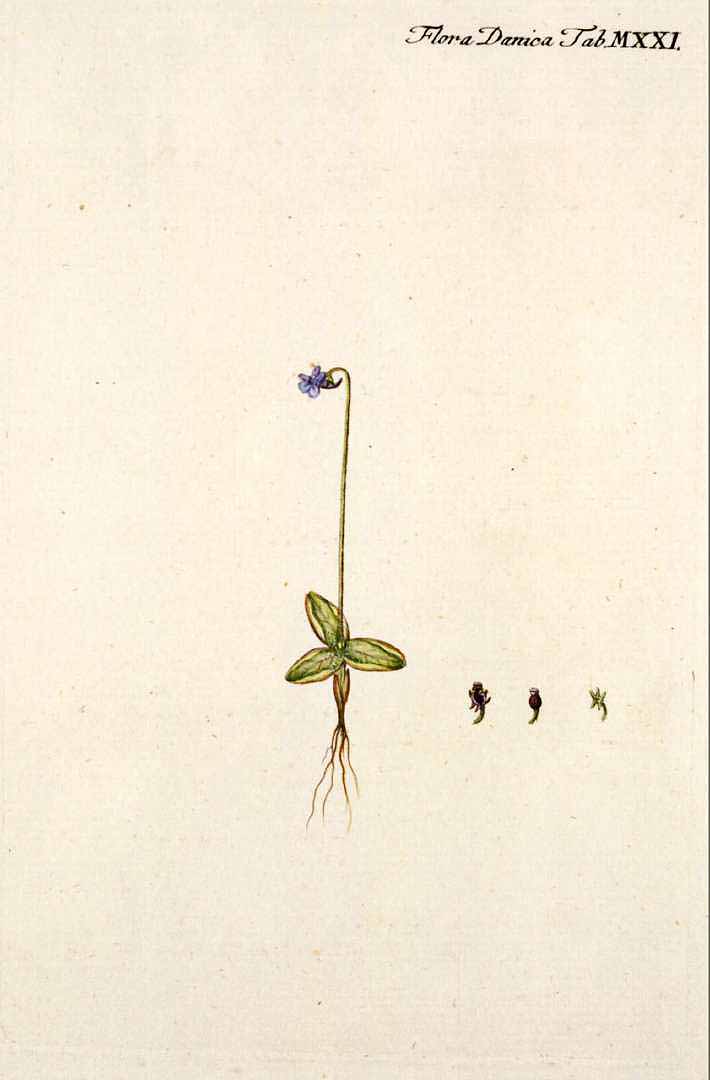 no HD illustration available (m1)
