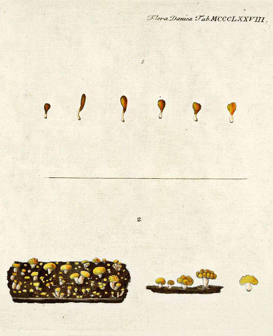 no HD illustration available (m1)