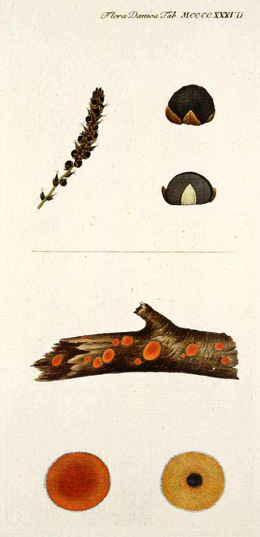 no HD illustration available (m1)