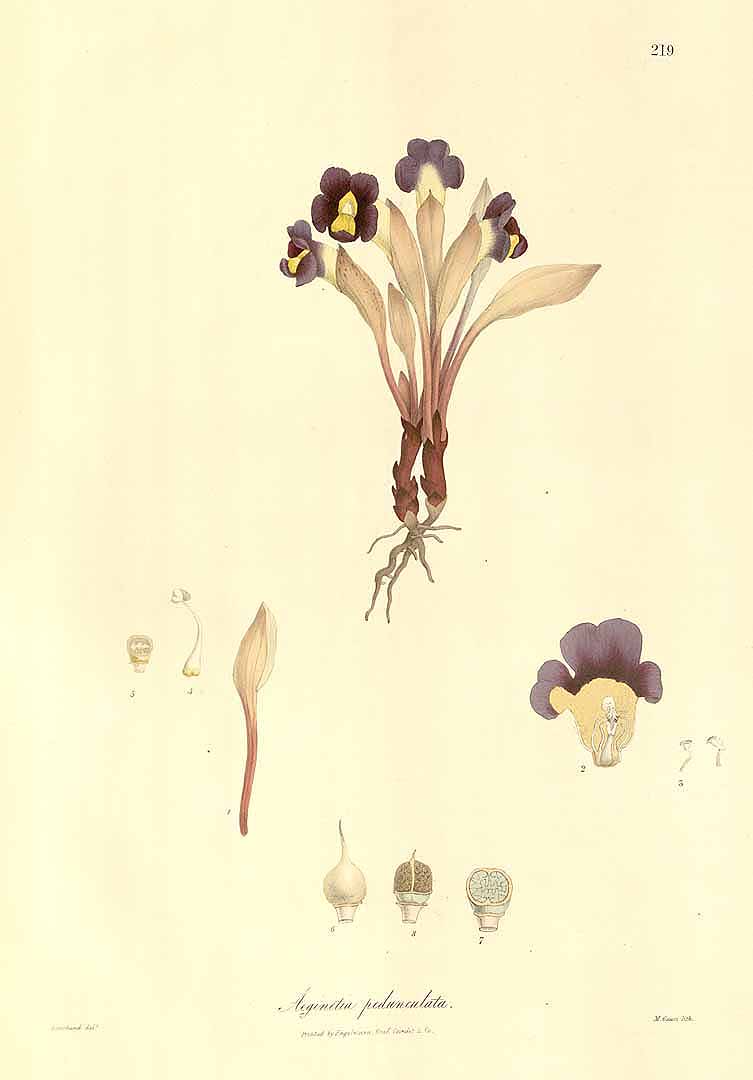 no HD illustration available (3)
