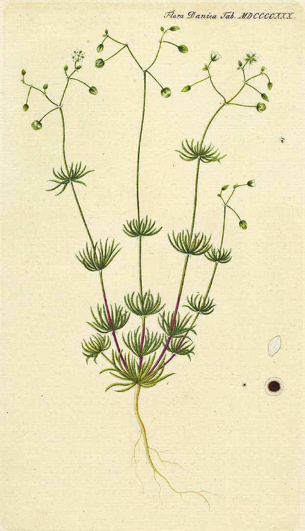 no HD illustration available (3)