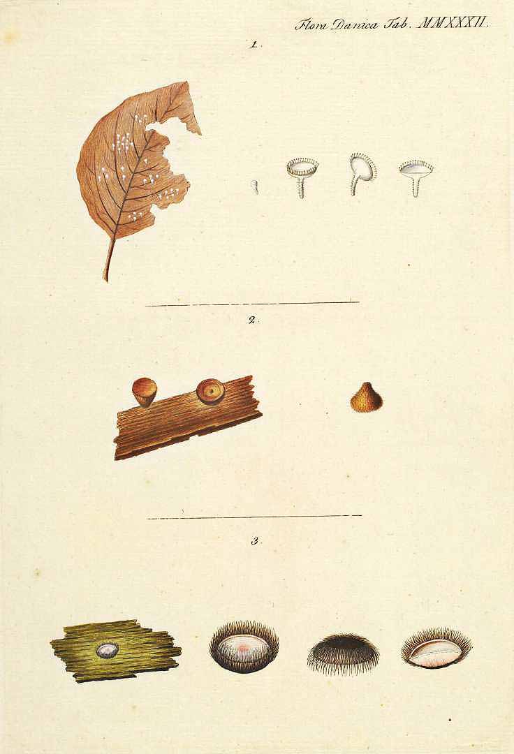 no HD illustration available (m1)