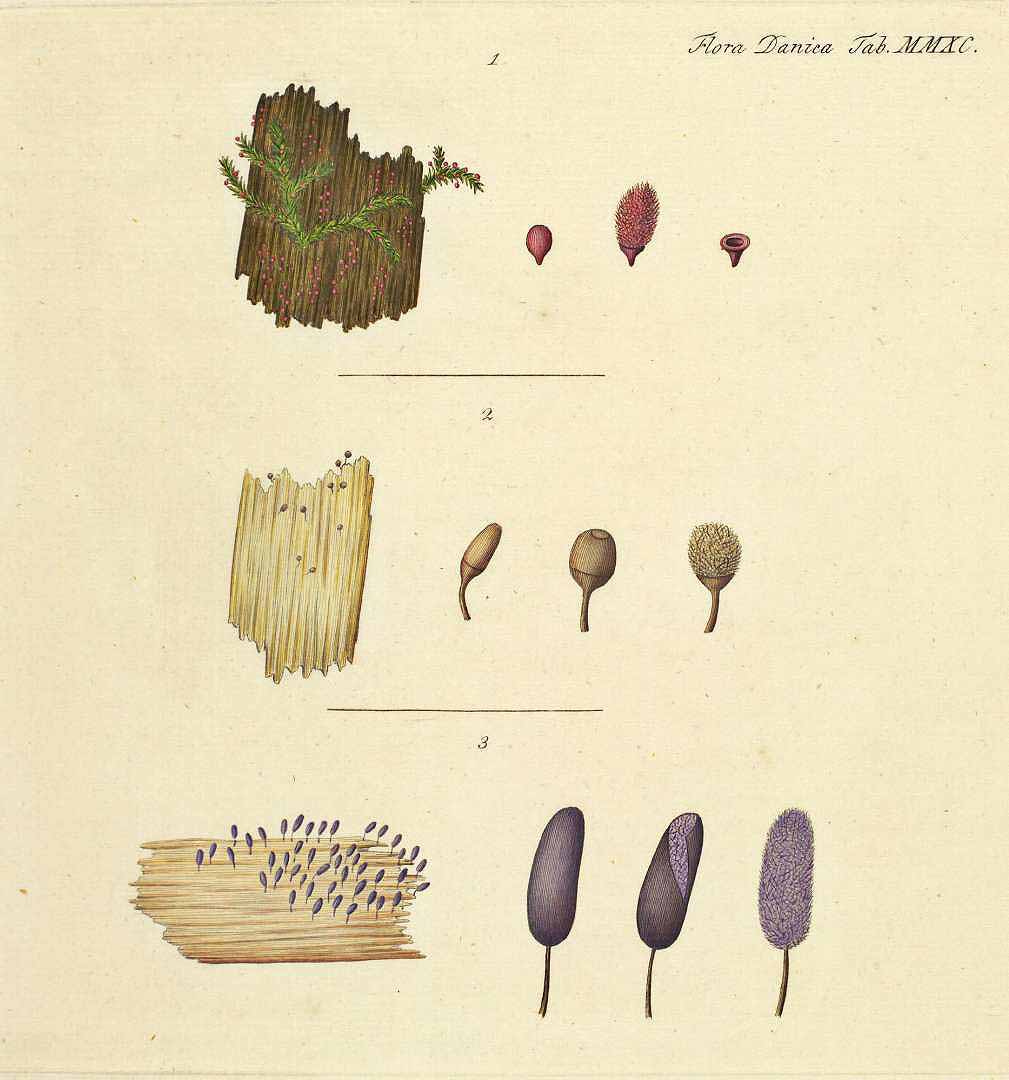 no HD illustration available (m2)