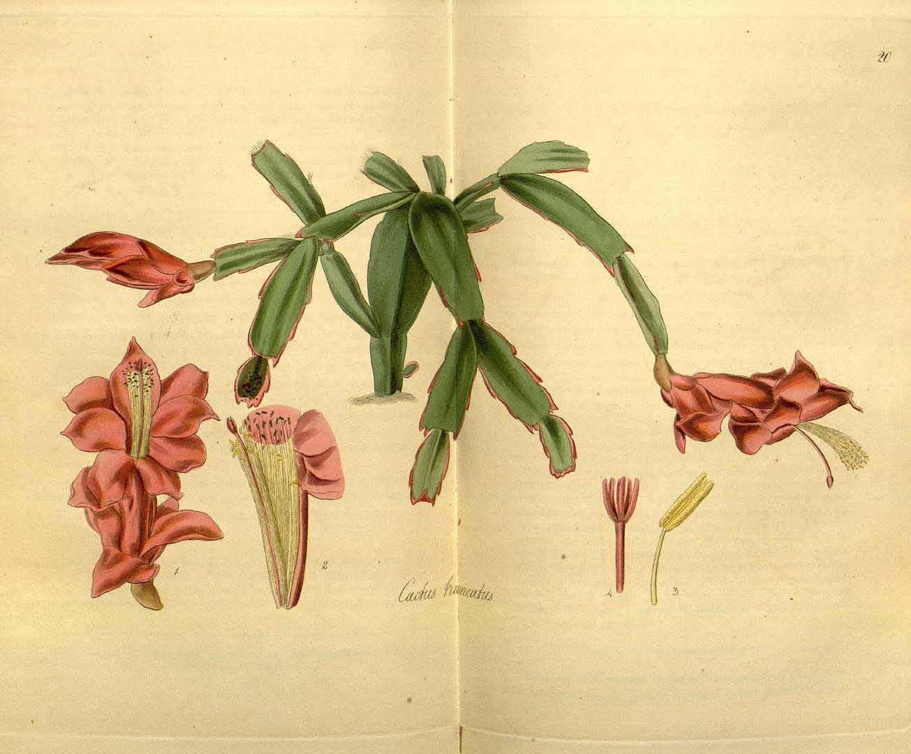 no HD illustration available (3)