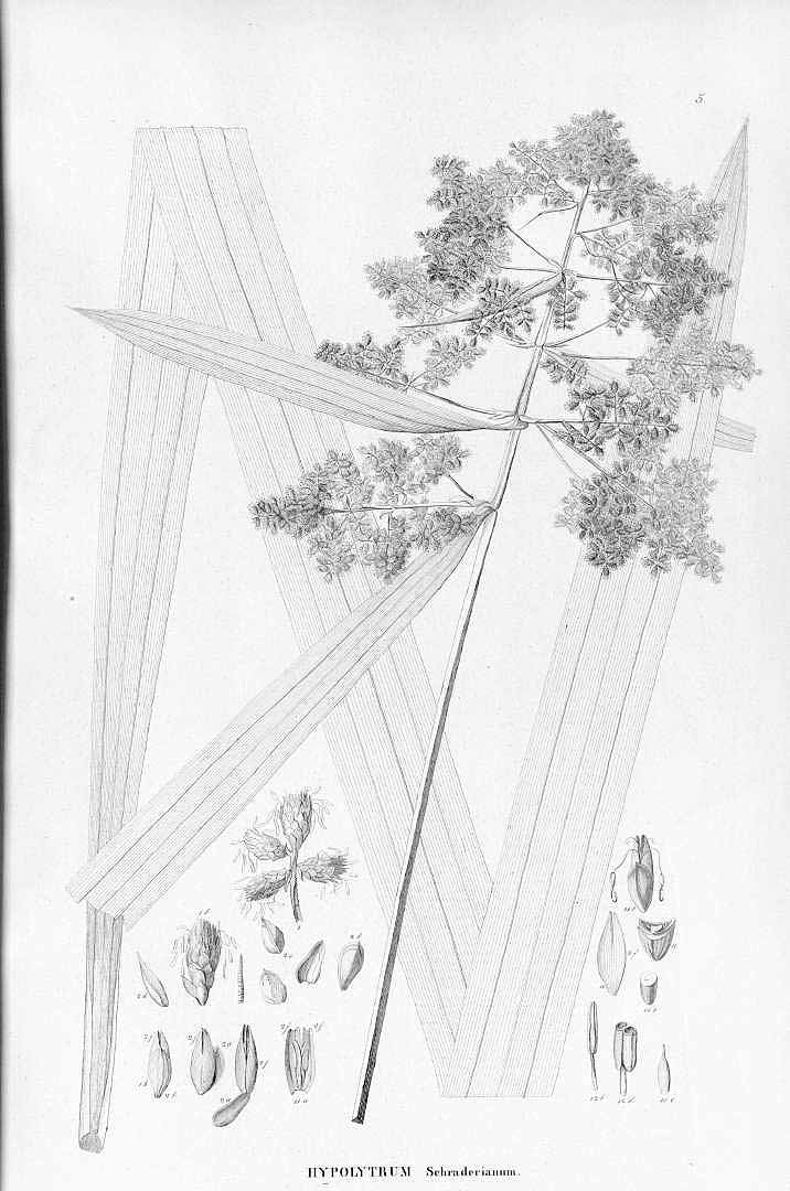 no HD illustration available (3)