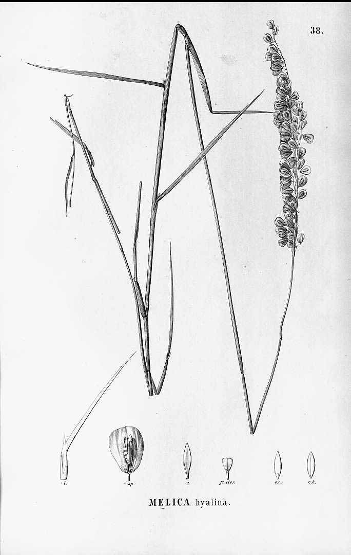 no HD illustration available (3)