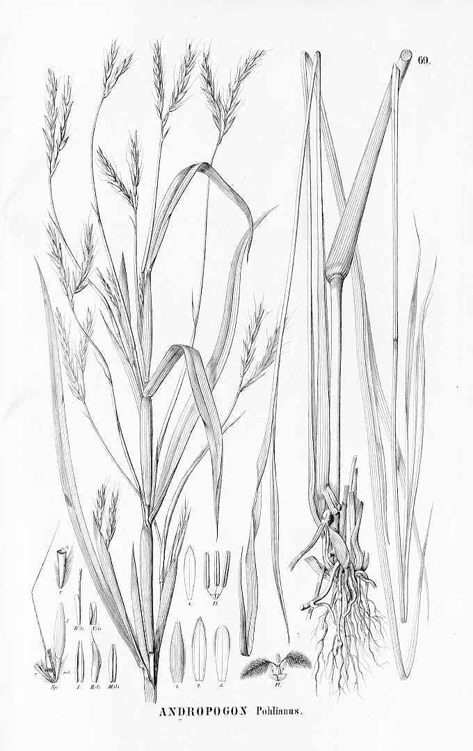 no HD illustration available (3)