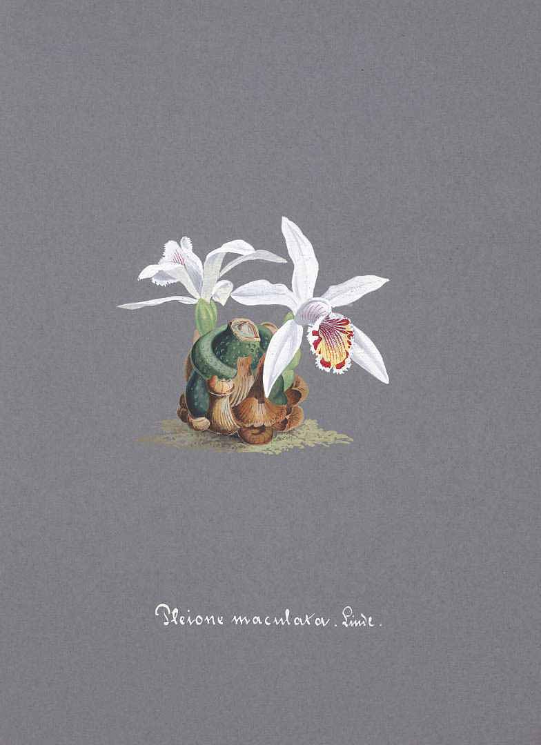 no HD illustration available (3)