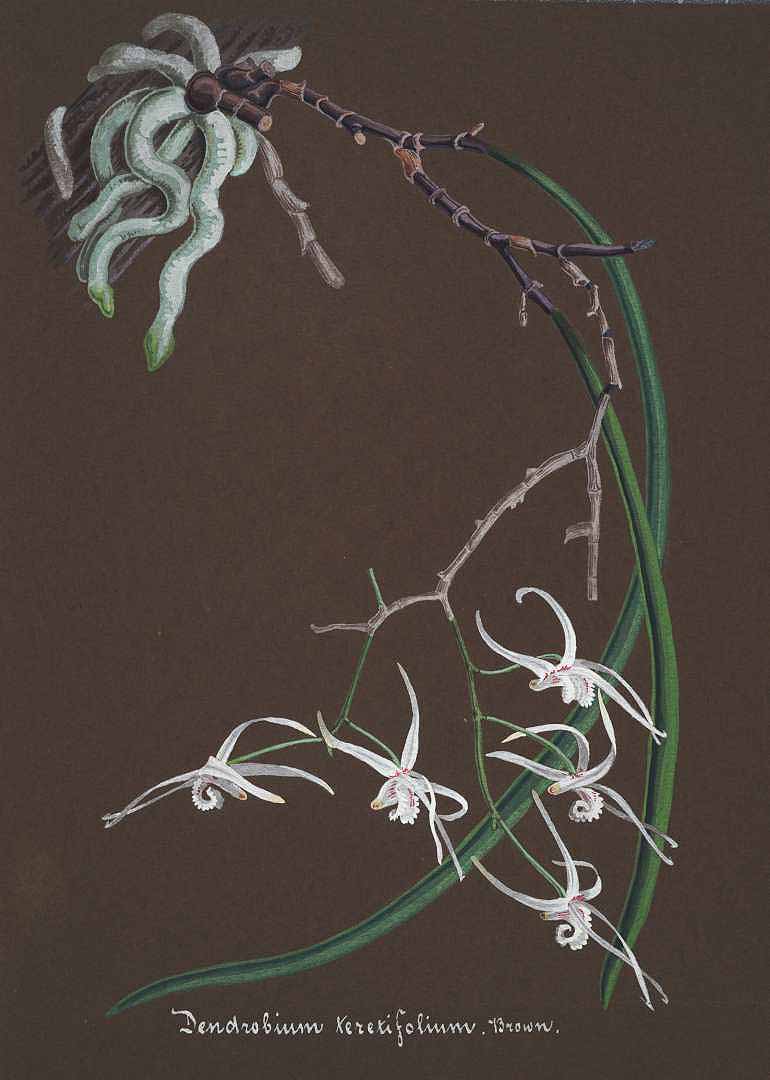 no HD illustration available (3)