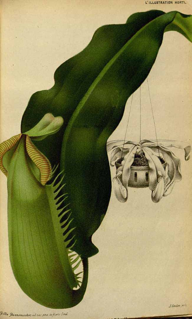 no HD illustration available (3)