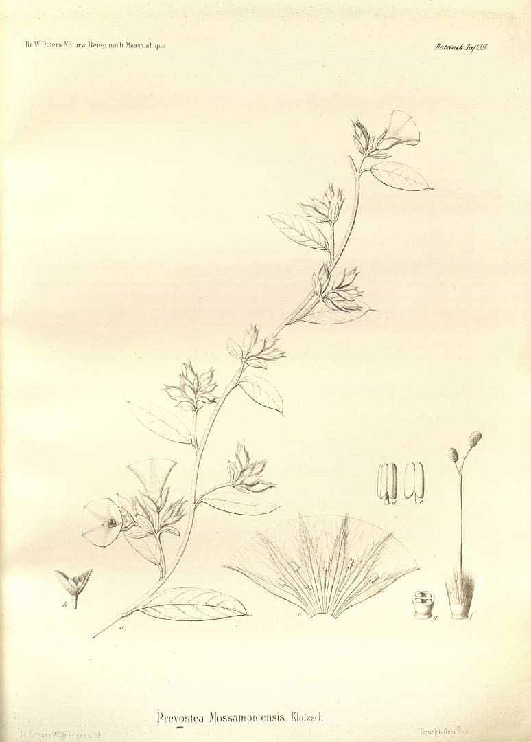 no HD illustration available (3)