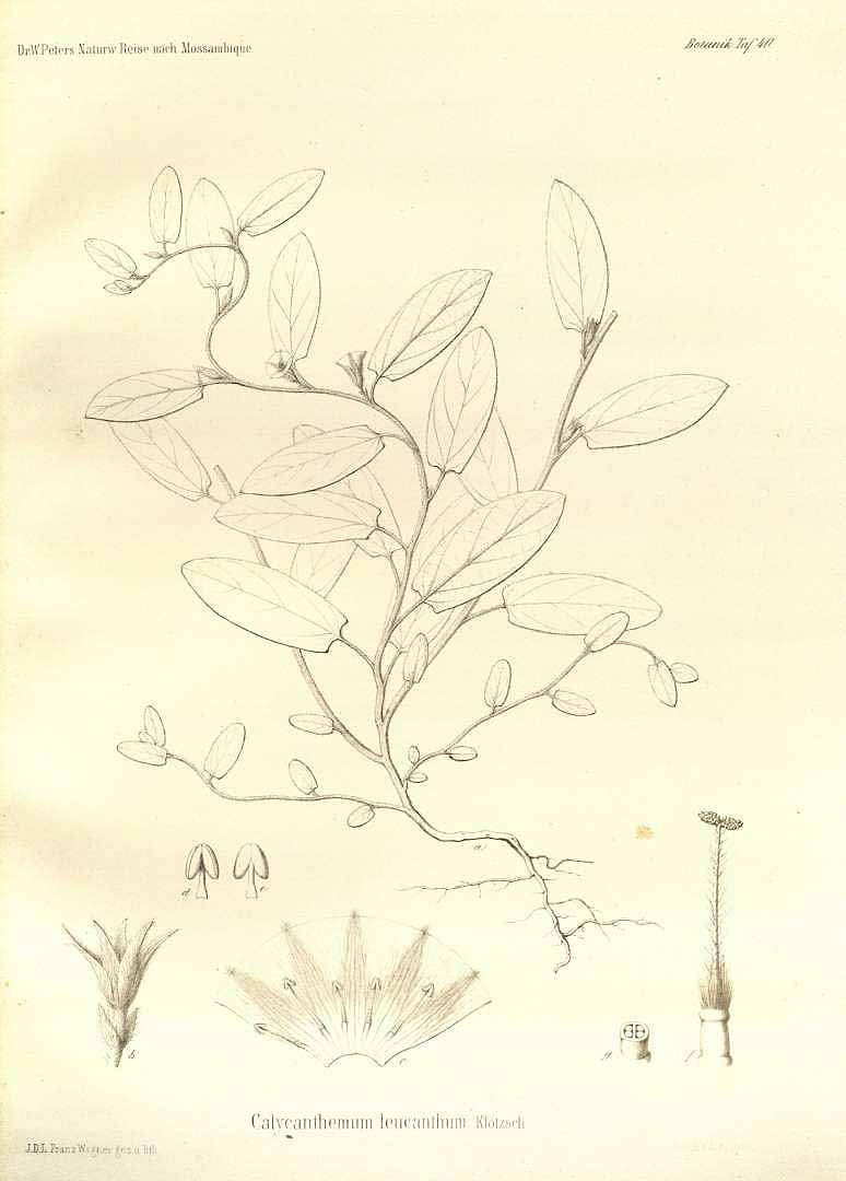 no HD illustration available (3)