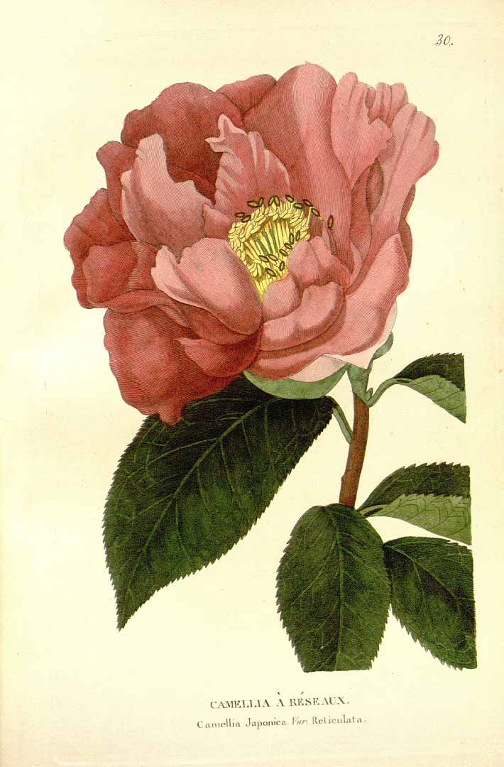 no HD illustration available (3)