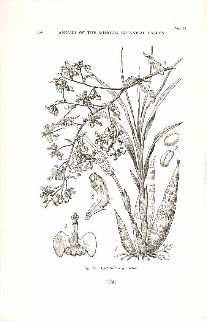 no HD illustration available (3)
