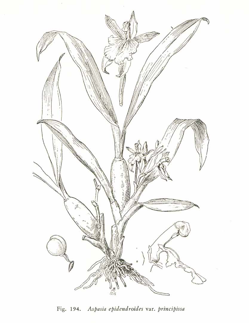 no HD illustration available (3)
