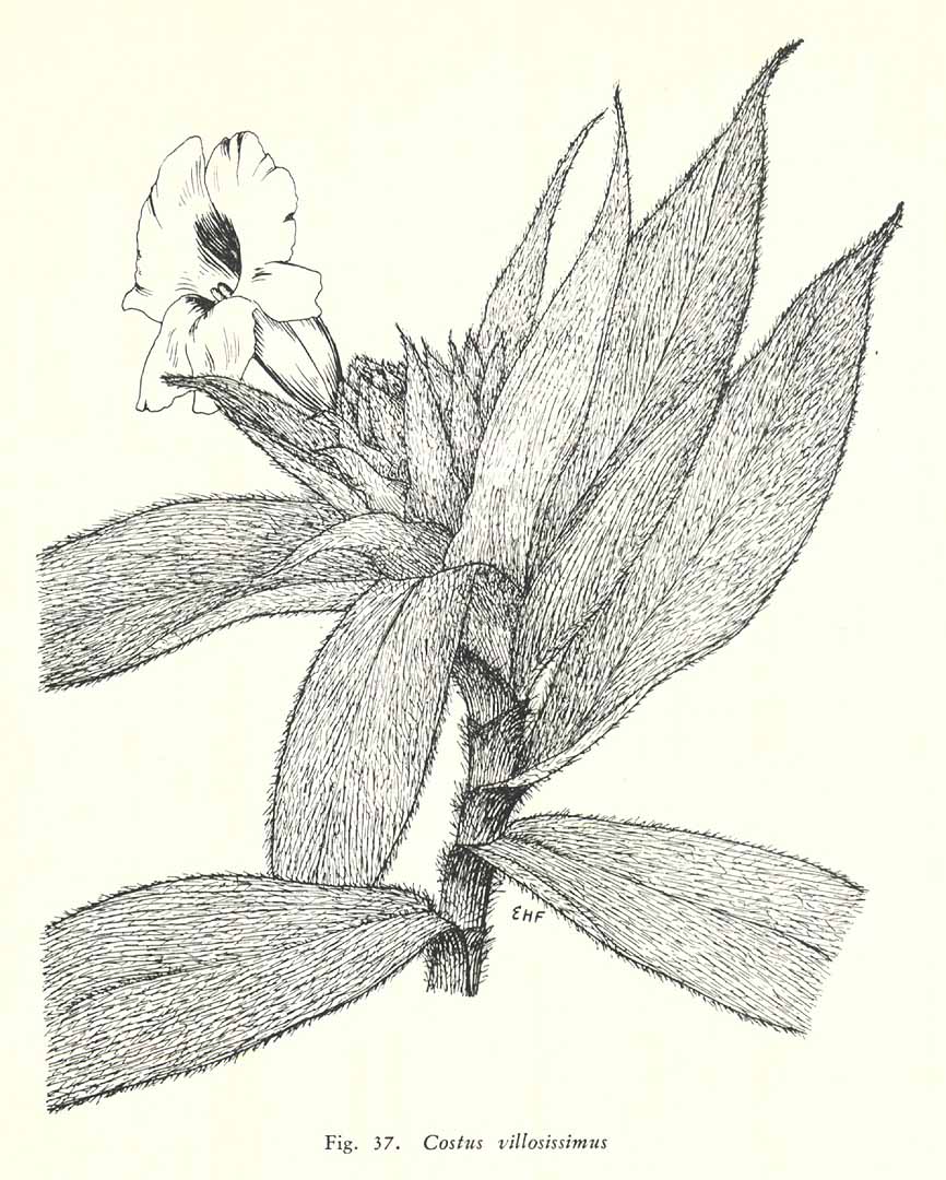 no HD illustration available (3)